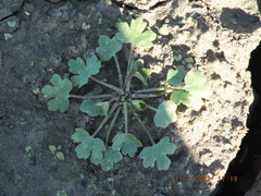 Ranunculus sceleratus