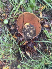 Rubroboletus lupinus