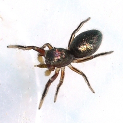 Tutelina