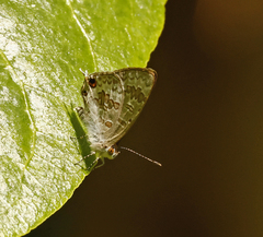 Catopyrops florinda