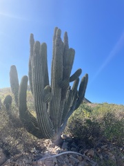 Stenocereus thurberi