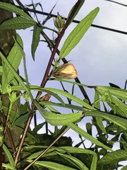 Abelmoschus esculentus