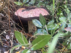Rubroboletus lupinus