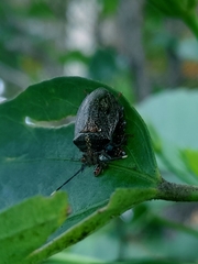 Antiteuchus tripterus