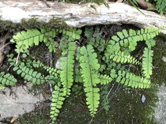 Adiantum malesianum