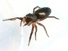 Tutelina