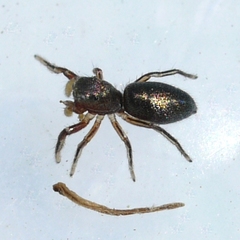 Tutelina