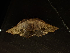 Ischalis gallaria