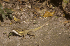 Basiliscus vittatus