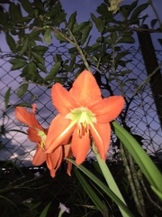 Hippeastrum