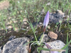 Crocus aleppicus