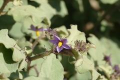 Solanum tomentosum