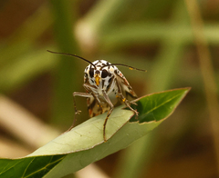 Utetheisa pulchelloides