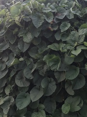 Cissus verticillata