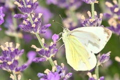 Pieris napi