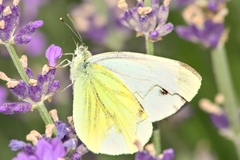 Pieris napi