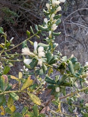 Baccharis pilularis consanguinea
