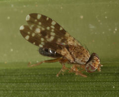 Trixoscelis polita