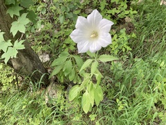Ostrowskia magnifica