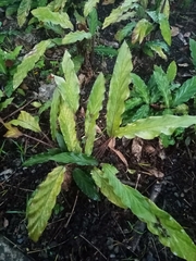 Goeppertia rufibarba