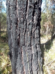 Eucalypteae