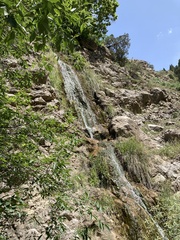 Ostrowskia magnifica