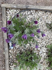 Ostrowskia magnifica