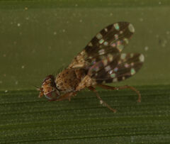 Trixoscelis polita