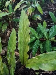 Goeppertia rufibarba