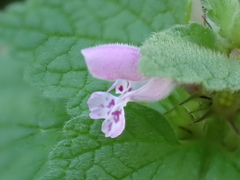 Lamium purpureum