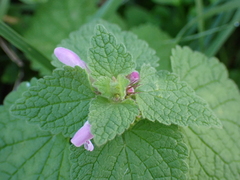 Lamium purpureum
