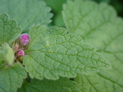Lamium purpureum