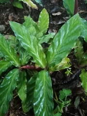 Goeppertia rufibarba