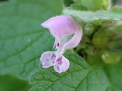 Lamium purpureum