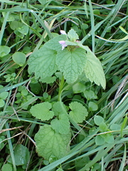 Lamium purpureum