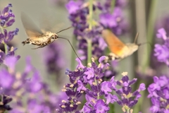 Macroglossum stellatarum