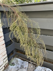 Eupatorium capillifolium