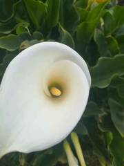 Zantedeschia