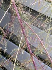 Eupatorium capillifolium