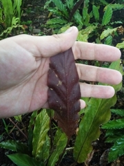 Goeppertia rufibarba