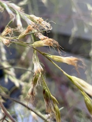 Eupatorium capillifolium