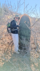 Ferocactus emoryi emoryi