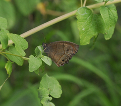 Pindis squamistriga