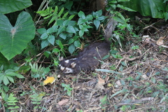 Melogale subaurantiaca