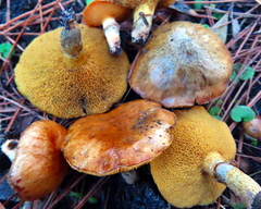 Suillus salmonicolor