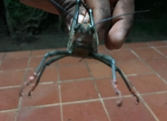 Tropidacris cristata