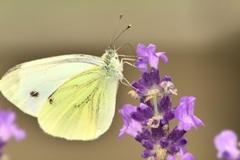 Pieris napi