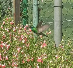 Colibri
