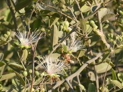 Capparis tomentosa