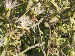 Capparis tomentosa